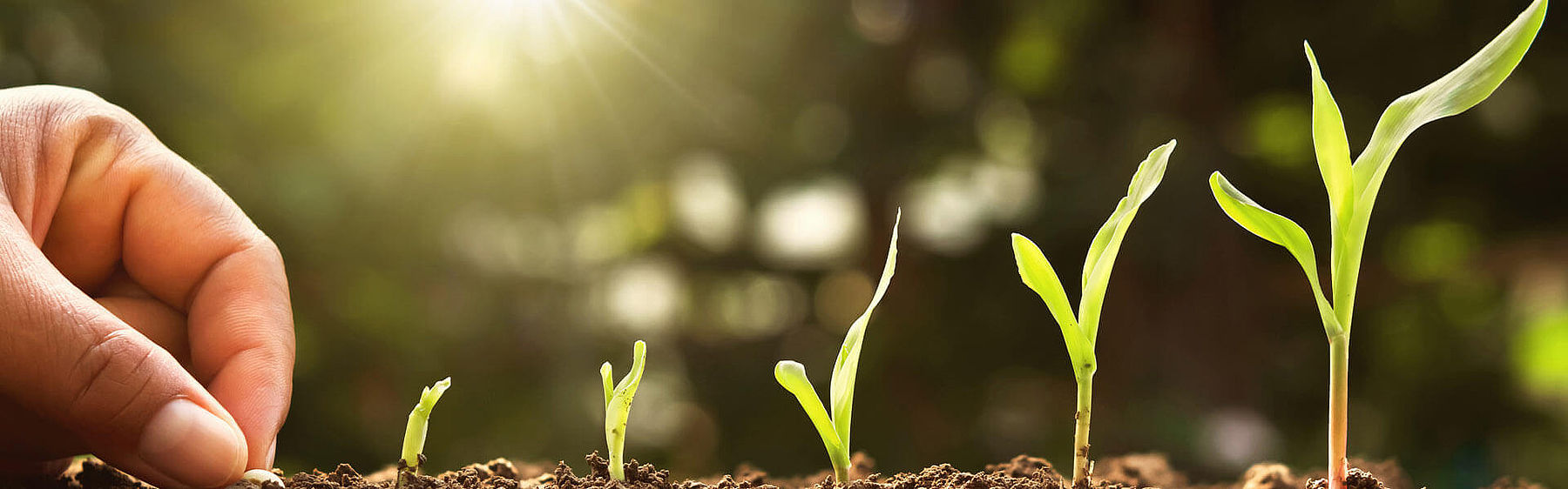 Nachhaltiges Wachstum Das Wachstum einer Pflanze wird veranschaulicht und zeigt die verschiedenen Stadien vom Einpflanzen der Saat bis zum immer größer werdenden Pflanzenkeim.