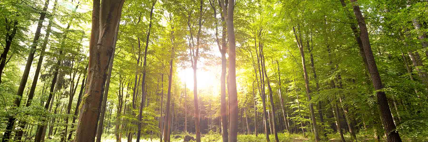 Sonnenlicht fällt durch dichtes grünes Blätterdach im Piepenbrock Forst