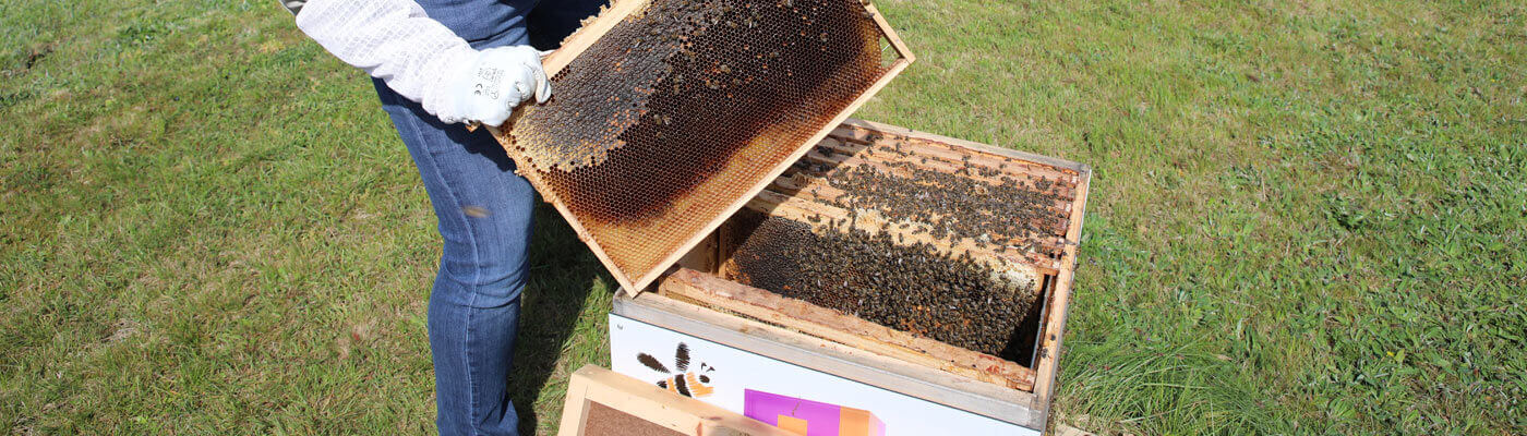 Piepenbrock Bienenstöcke Ein Imker kümmert sich um den Bienenstock am Hauptsitz von Piepenbrock.